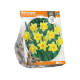 Narcissus Trumpet Rijnveld's Early Sensation
