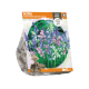 Scilla Hispanica Mixed
