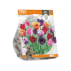 Tulipa Crispa Mixed