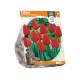 Tulipa Darwin Hybrid Apeldoorn
