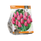Tulipa Darwin Hybrid Big Love
