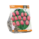 Tulipa Darwin Hybrid Pink Impression
