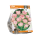 Tulipa Double Late Angelique