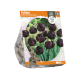 Tulipa Double Late Black Hero
