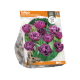 Tulipa Double Late Double Negrita
