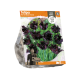 Tulipa Parrot Black Parrot
