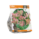 Tulipa Parrot Green Wave
