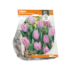 Tulipa Single Early Candy Prince (Sp) per 5