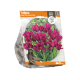 Tulipa Single Late Night Club (Sp) per 5