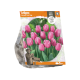 Tulipa Triumph Pink Flag