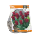 Tulipa Triumph Seadov