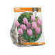 Tulipa Triumph Synaeda Amor