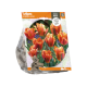 Tulipa Viridiflora Artist

