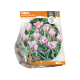 Tulipa Viridilflora China Town