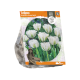 Tulipa Viridiflora Green Spirit