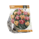 Tulipa Double Early Foxy Foxtrot
