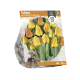 Tulipa Darwin Hybrid Orange Lion