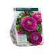 Ranunculus