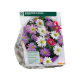 zakje bloembollen anemone mixed