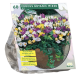 Crocus Botanic Mixed