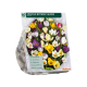 Crocus Botanic Mixed