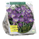 Crocus Ruby Giant
