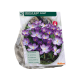 Crocus Ruby Giant