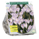 Crocus Tomassinianus