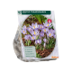Crocus Tomassinianus