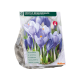 Crocus Remembrance