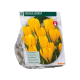 Crocus Geel