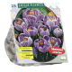Crocus Pickwick