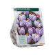 Crocus Pickwick