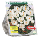 Crocus Jeanne 