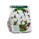 Crocus Jeanne 