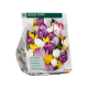 Crocus Mixed