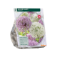 Allium Giant