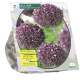 Allium Summer Drummer