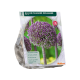 Allium Summer Drummer