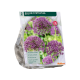 Allium Stiptatum