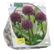Allium Ostara