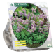 Corydalis