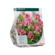 Corydalis