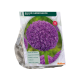 Allium Ambassador