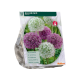 Allium Mix 