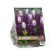 Urban Flowers - Purple rain per 12