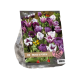 Proud & Purple Urban Flower Lovers