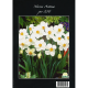 Narcis Actaea