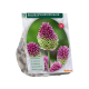Drumstick Allium Sphaerocephalon