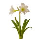 Witte bloem